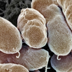 Venenum_interactif_poster_01