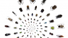 Coleopteres_poster_MDC2