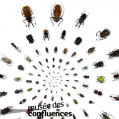 Coleopteres_poster_MDC2